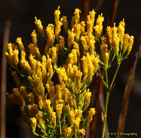 {Bigelowia nuttallii}